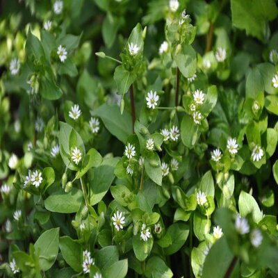 What Are The Common Garden Weeds UK?