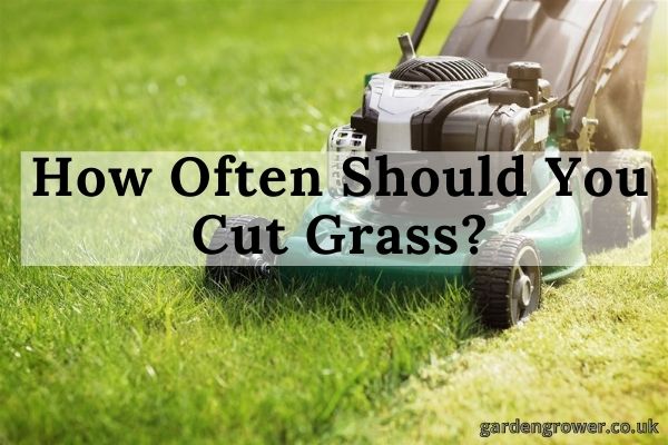 How Often Should You Cut Grass