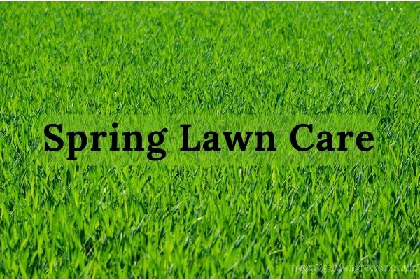 Spring Lawn Care