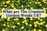 What are The Common Garden Weeds UK?